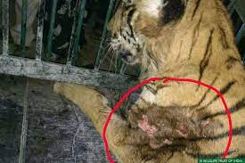 Big Cat Conflict: MVS Bandipur Assists Forest Department in Handling Three Cases in Three Days - Wildlife Trust of India