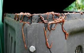 Vermicompost includes other composted material, such as worm bedding or leftover food bits. Vermicompost Is It Really That Great Garden Myths