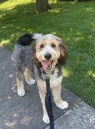 Attention dog owners: We are currently taking new customers at Style of  Dogs in Warrenville please give us a call at (630) 225-7387 to set up an  appointment. Unlike cats, dogs don't