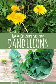 Dandelion Foraging Identification Look Alikes And Uses Dandelion Medicinal Plants Medicinal Weeds