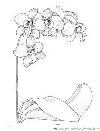 Dec 31, 2018 · here you can find our orchid coloring pages for adults and kids. Orchid Flower Drawing Orchid Drawing Flower Art