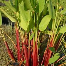 Image result for Thalia geniculata