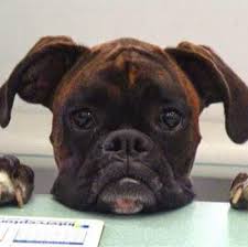 See 3 floorplans, review amenities, and request a tour of the building today. Boca Delray Animal Hospital 14888 South Military Trail Delray Beach Reviews And Appointments Topvet