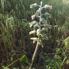 Image result for Abutilon sonneratianum