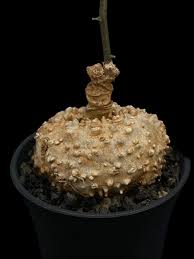 Image result for Dorstenia cuspidata