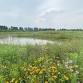 Wetland planting with Lake Erie Rangers event image