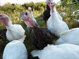 Raising Free Range Turkeys Is A Joy Small Farmers Journal