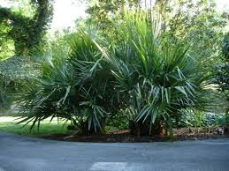 A Palm Grows In New England Pith Vigor By Rochelle Greayer