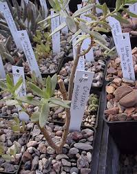 As the plant matures you can expect it to reach up to 60 cm (24″) tall and around 60 cm (24″) in diameter. Bonsai Crassula Crassula Sarcocaulis