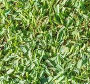 10 Best Types of Grass for Your Lawn: A Full Guide