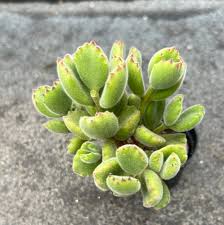 Image result for Cuviera tomentosa