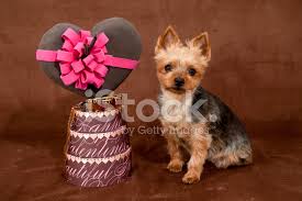 #i love valentines day #im such a sucker for it #also my bf calls me kitten but i put it in russian because victor #keep up the illusion #victuuri #text #i like to think victor would be this doting #every second thing out of his mouth is just a compliment for yuuri #his beautiful. Happy Valentines Day Dog Stock Photos Freeimages Com
