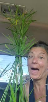 Have lots of Obedient plants to share……