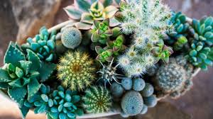 All cactus plants are succulents, but not all succulents are cactus plants. Succulents Cacti Arrangement First Experience Youtube