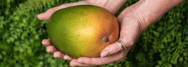 Image result for mango fruit