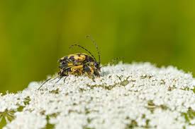 They are wider at the 'shoulders' and taper at the tip of the abdomen. Black And Yellow Longhorn Beetle Rutpela Maculata In The Uk Stock Image Image Of West Rutpela 156432987
