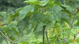 Air perasan tersebut yang akan digunakan untuk cara membesarkan penis. Solusi Obati Hernia Tanpa Operasi Dengan Daun Jarak