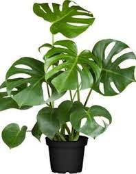 Monstera deliciosa should be transplanted about every two years. Monstera Deliciosa Swiss Cheese Plant Animaux Speciaux