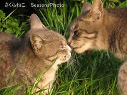 「ほほえましい　ネコ」の画像検索結果