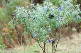 Image result for Lupinus pubescens