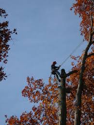 We did not find results for: About Timberline Tree Service Timberline Tree Service Bel Air Md