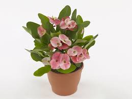 Image result for Euphorbia pfeilii