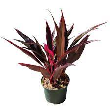 In addition to adding beauty to your home, indoor plants can actually help to purify the air. Red Indoor Plants Garden Center The Home Depot