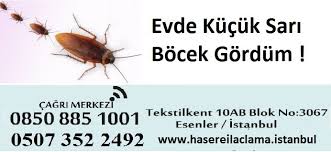 Evde Kucuk Sari Bocek Gordum Hasere Ilaclama Istanbul Bocek Ilaclama Istanbul 100 Garantili Kokusuz Hasere Ilaclama Istanbul Bocek Ilaclama Istanbul V Bocek Evler Istanbul