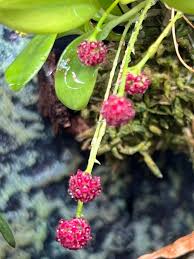 Image result for Hypertelis umbellata