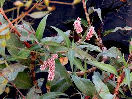 Image result for Persicaria senegalensis