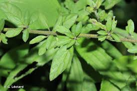 Image result for Schwenckia