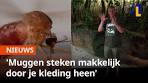 7 do's en 3 don'ts om muggen te verjagen | 1Limburg - YouTube