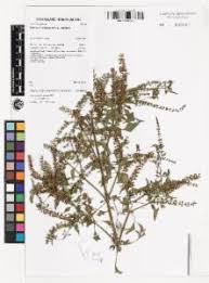 Image result for Basilicum polystachyon