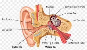 First the sound waves travel into the ear canal, they vibrate the tympanic membrane, commonly called the eardrum. Ear Anatomy Labeled Ear Parts Labeled Hd Png Download 1904x1015 2954061 Pngfind