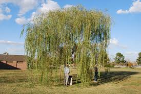 Image result for Salicaceae