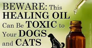 Tea tree oil, also known as melaleuca oil, is an essential oil produced from the australian tea tree plant (melaleuca alternifolia). Tea Tree Oil Poisoning In Pets Sign Symptoms Veterinary Clinic Singapore Vet Services