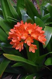 Image result for clivia