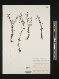 Image result for Bacopa hamiltoniana
