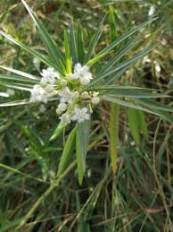 Image result for Kanahia laniflora