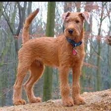 Irish Terrier Known As The Farmer S Friend The Gentleman S Favorite This Breed Is One Of The Oldest Terri Irish Terrier Irish Dog Irish Terrier Puppies