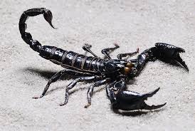 Hier lesen sie kostenlos, was im jahreshoroskop 2021 für das sternzeichen skorpion steht. Skorpion ã‚µã‚½ãƒª