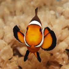 Image result for clownfish