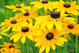 Pictures of black eyed susans. Black Eyed Susan Flower Tips For Growing Black Eyed Susans
