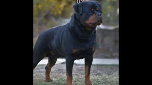 Serious inquiries only please these are extremely high quality rottweilers that make excellent show, breeding, working or excellent. Von Ruelmann Rottweilers Inc German Rottweiler Puppies For Sale Rottweiler Breeder German Rottweiler Breeder