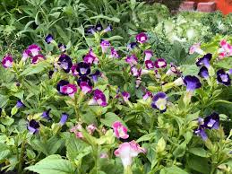 As Melhores Flores Para Cultivar Em Casa Minhas Plantas