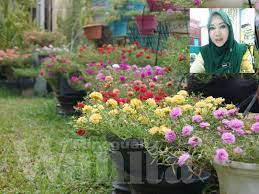 Cara cara penjagaan bunga rose biasa dan bunga rose jepun mp3 duration 6:52 size 15.72 mb. Kelab Peminat Rose Jepun Ini 3 Cara Mudah Nak Bagi Bunga Merimbun Kembang Satu Taman Mingguan Wanita