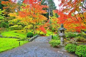 The tree's compact growth, combined with its crooked, rambling branches deliver big interest, even in the dead of winter when the leaves are long gone. Growing Japanese Maples New Zealand Handyman Magazine