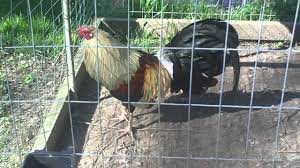 Our lines of fowl are second to none. Gamefowl Chicken Farm Game Cock Roosters For Sale Edit Sold Out Youtube