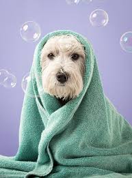 49 ideas de Estética canina