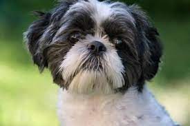 oreo the shih tzu shih tzu dog shih tzu puppy shih tzu